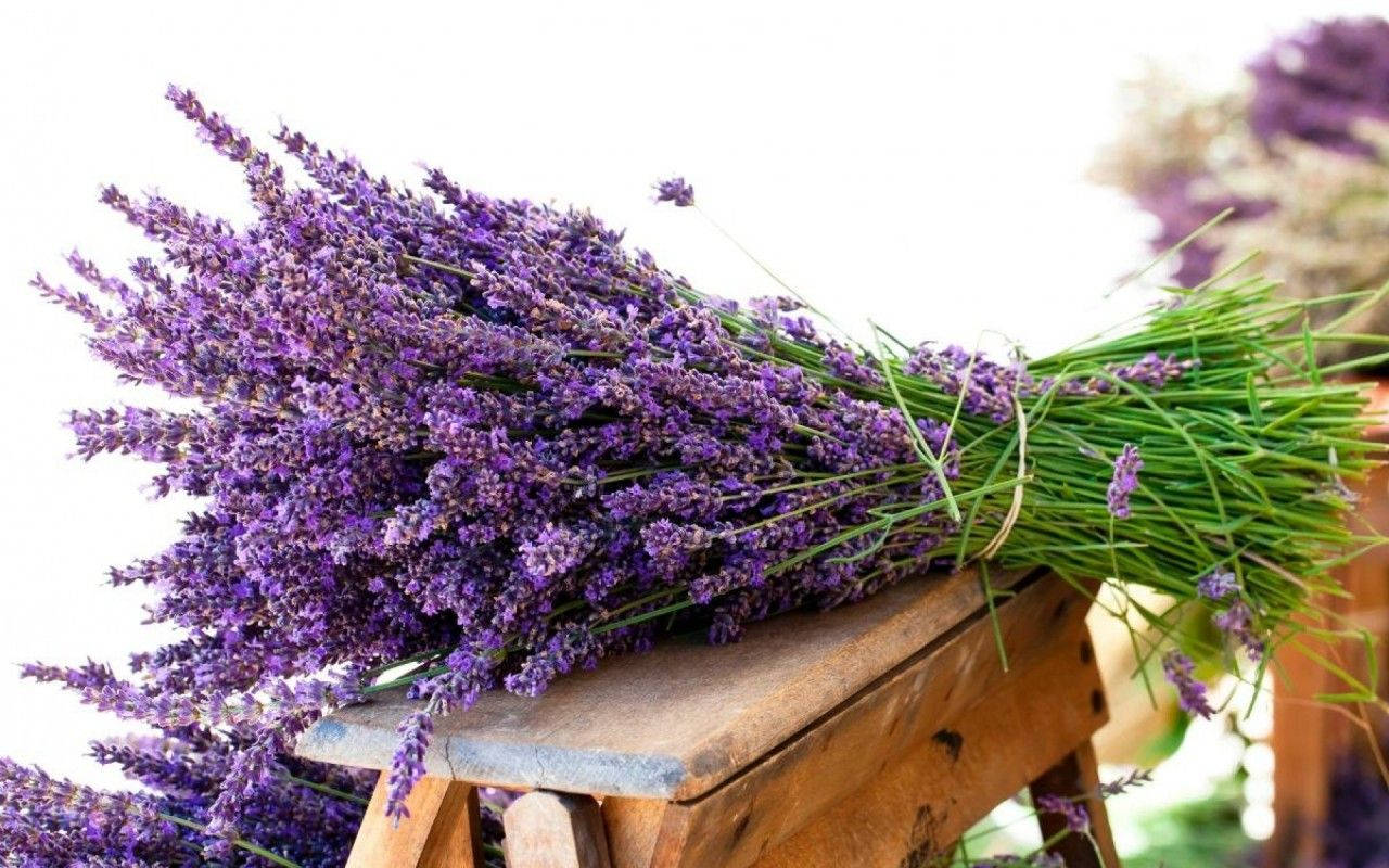 A Lavender Bouquet Captures A Soothing Aroma