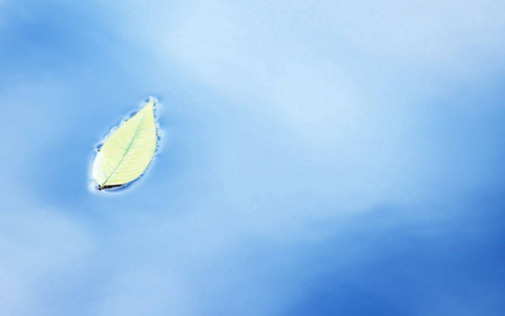 A Leaf Floating Beautiful In Blue Water Background