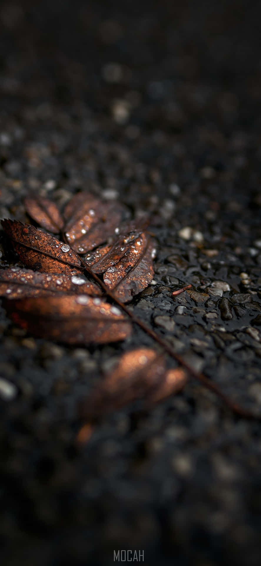 A Leaf Laying On The Ground With Water Drops