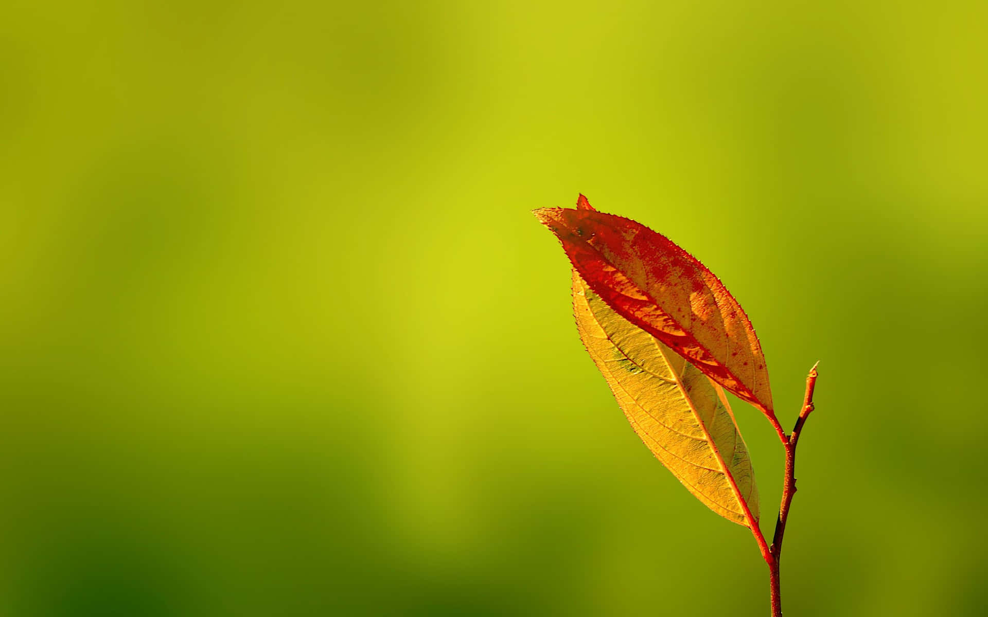 A Leaf On A Branch Background