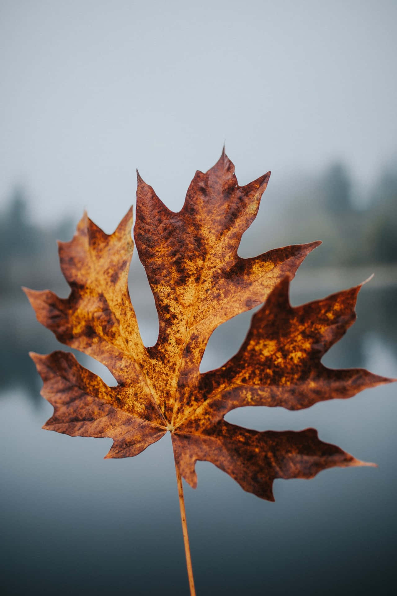 A Leaf On A Branch In Front Of A Lake Background