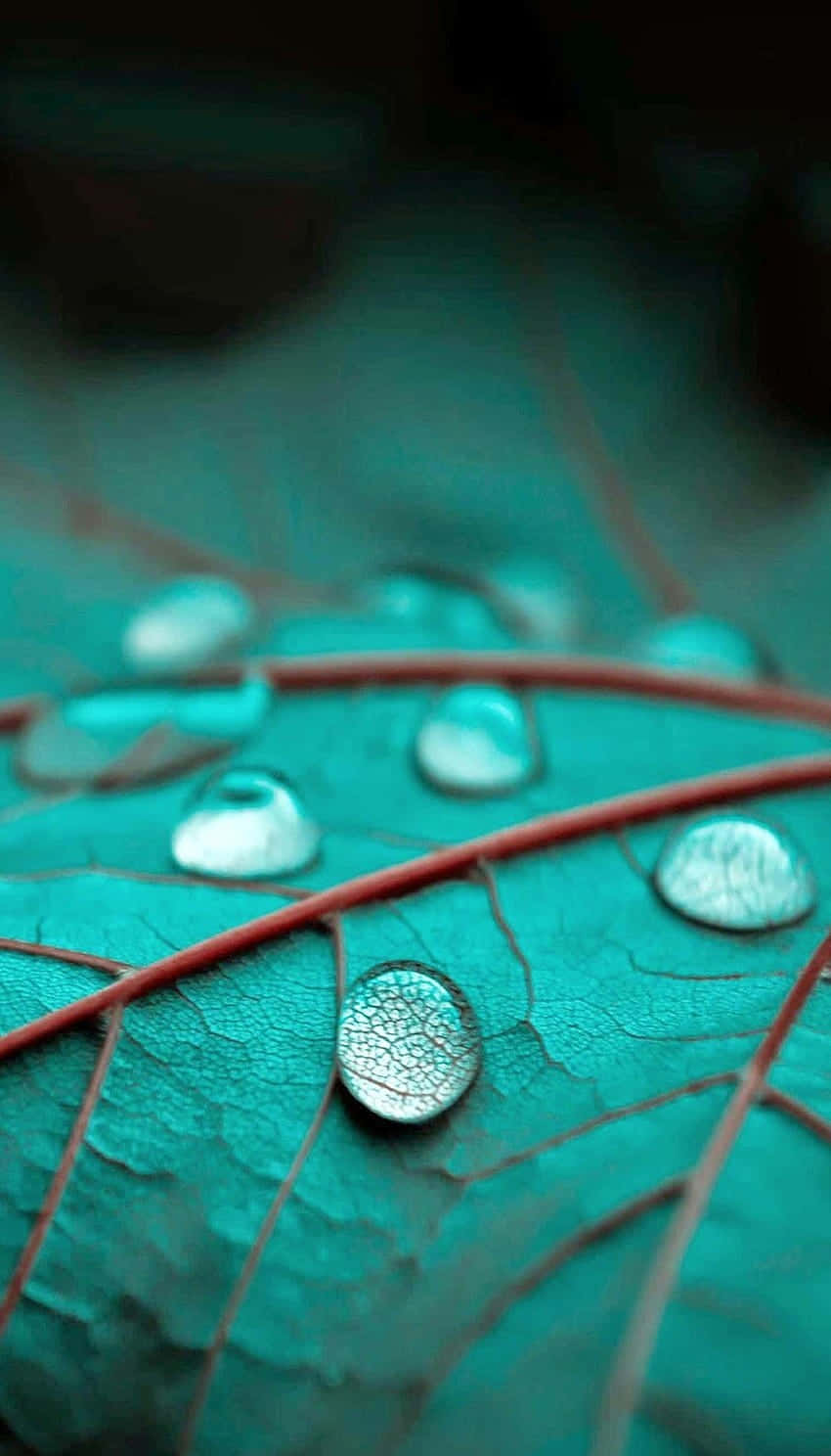 A Leaf With Water Drops On It Background