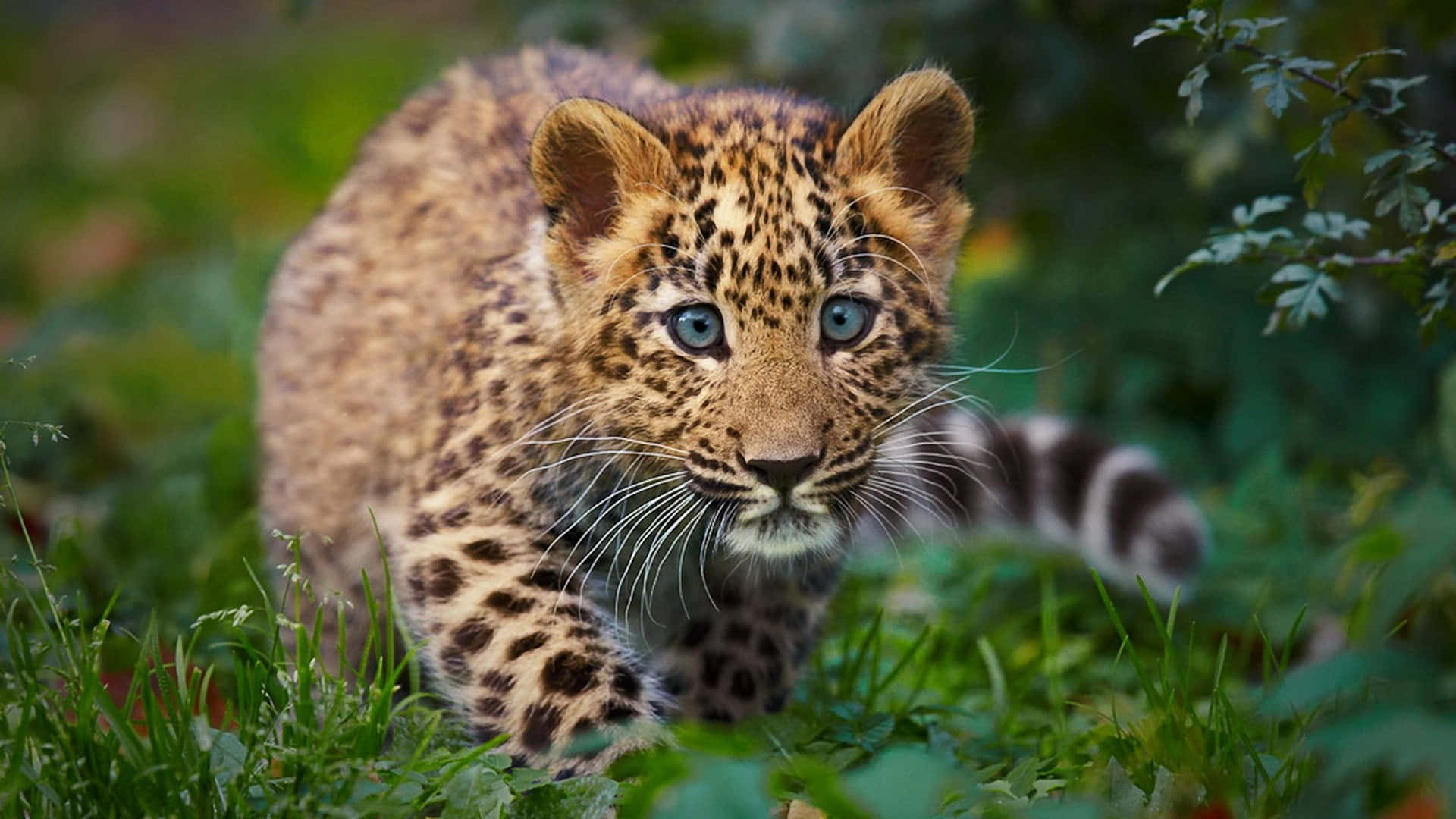 A Leopard Cub Walking Through The Grass Background
