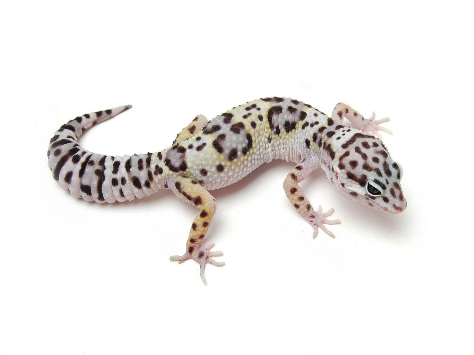 A Leopard Gecko Crawling On A Desert Rock Background