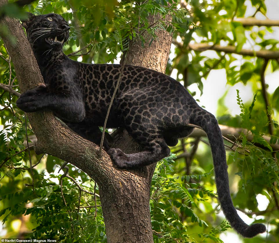 A Leopard In A Tree Background