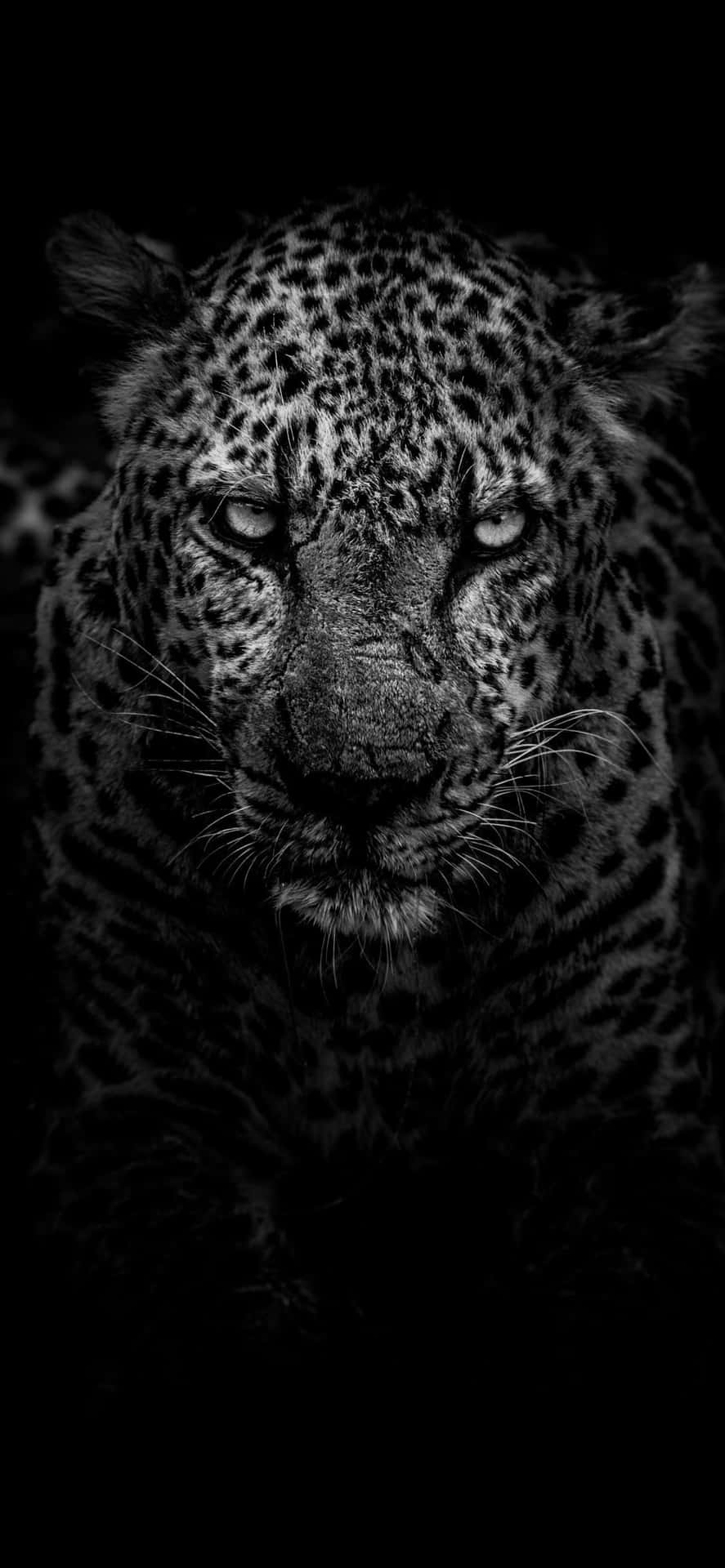 A Leopard In The Dark With Its Eyes Open Background