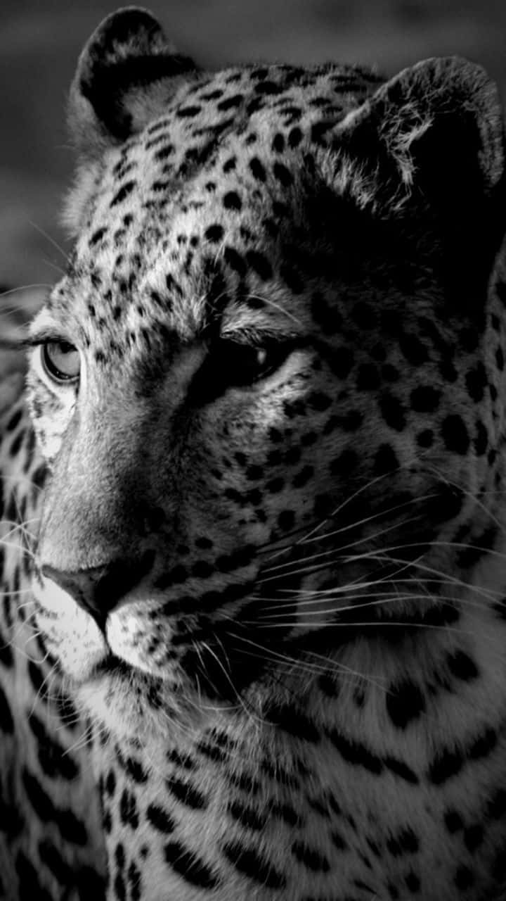 A Leopard Is Looking At The Camera In Black And White Background