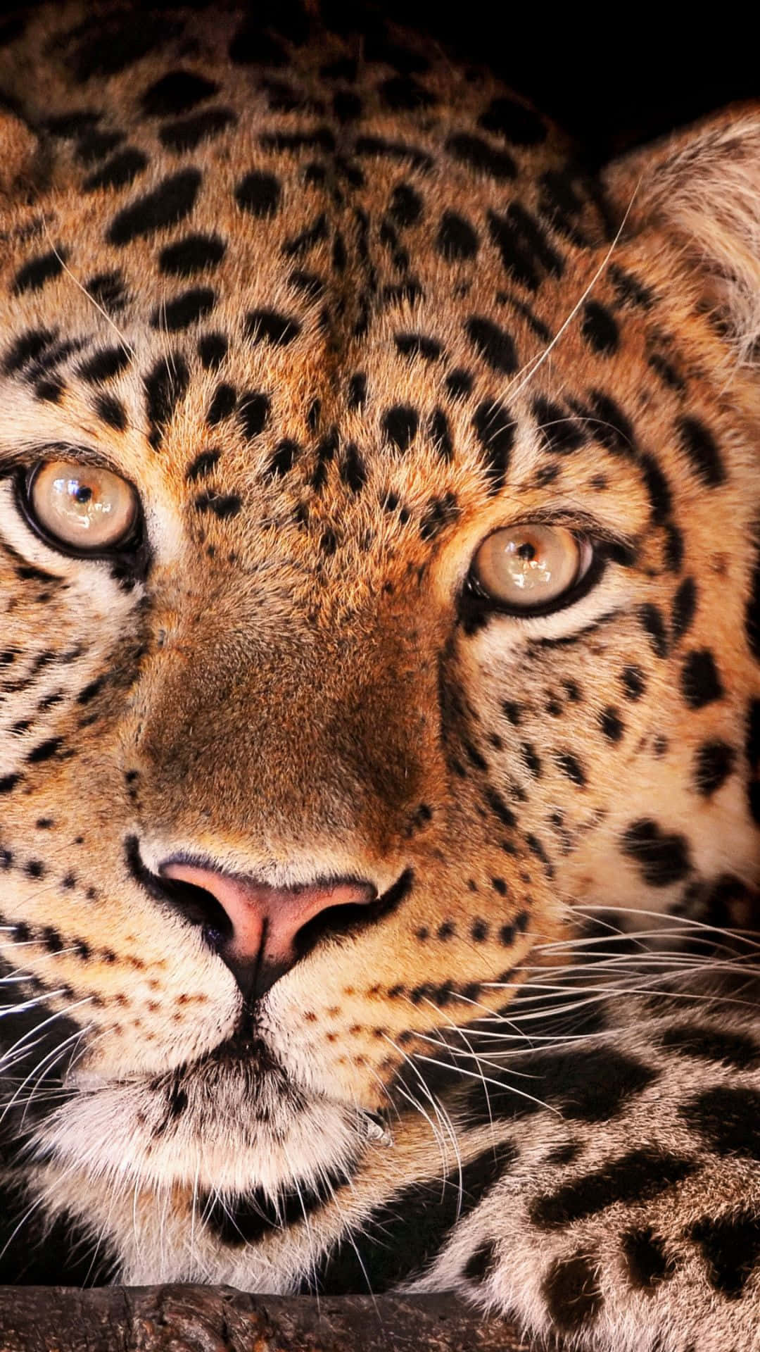 A Leopard Is Looking At The Camera Background