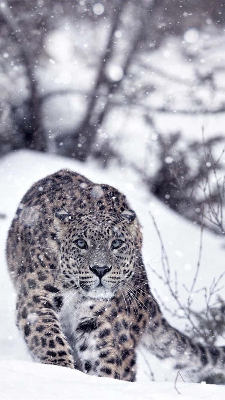 A Leopard Walking Through The Snow In The Snow Background
