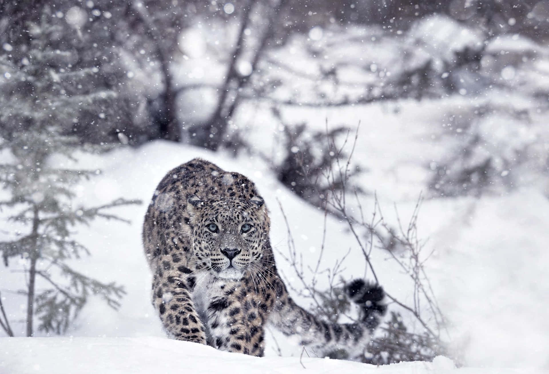 A Leopard Walking Through The Snow In The Snow Background