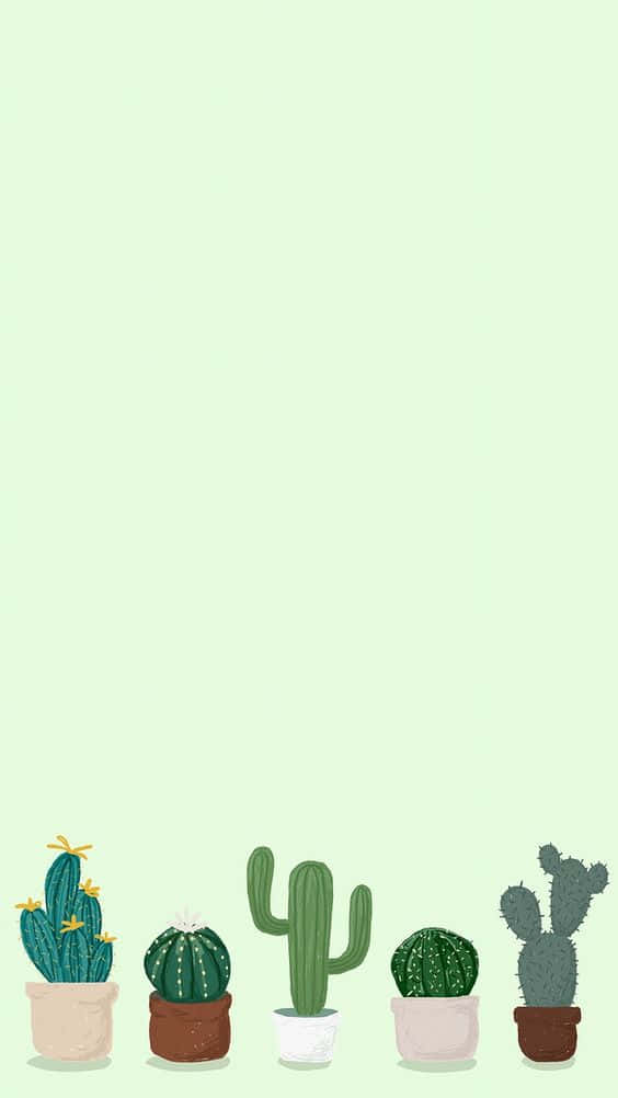 A Line Of Cactus Plants In Pots On A Green Background Background