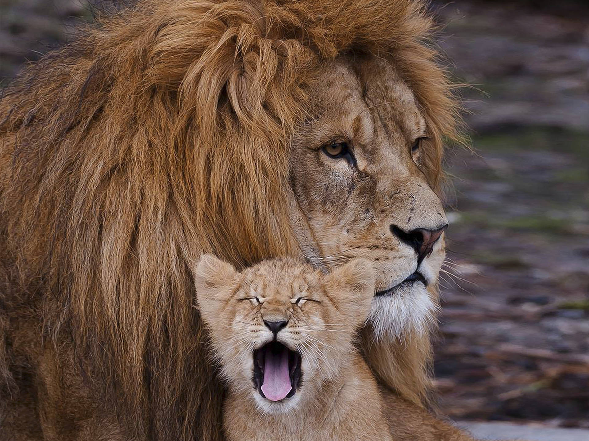 狮子和小熊背景