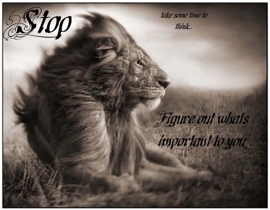 A Lion With The Words Stop Background