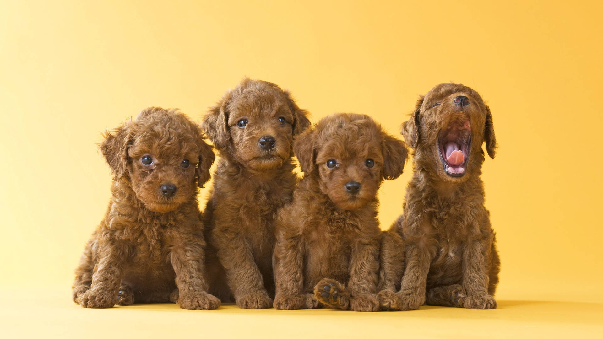 A Litter Of Adorable Brown Toy Poodle Puppies Background