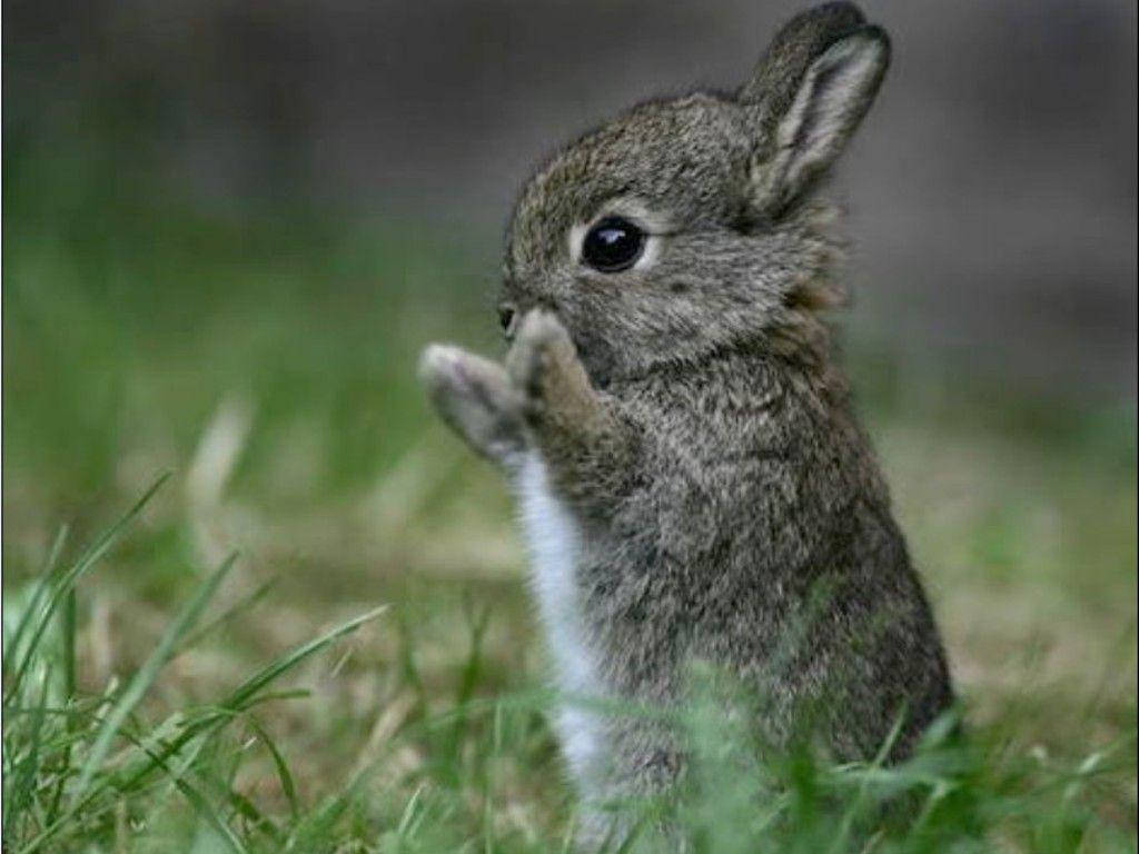 A Little Gray Bunny Enjoying A Peaceful Moment Background