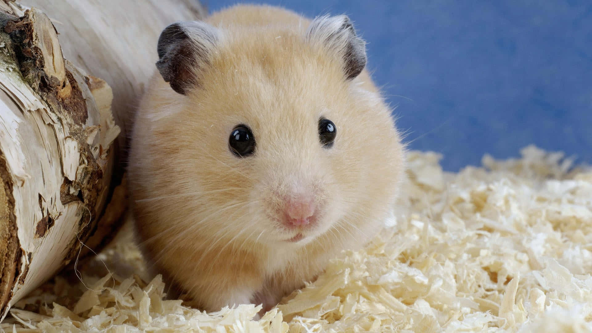 A Little Hamster Pauses To Look Around Background