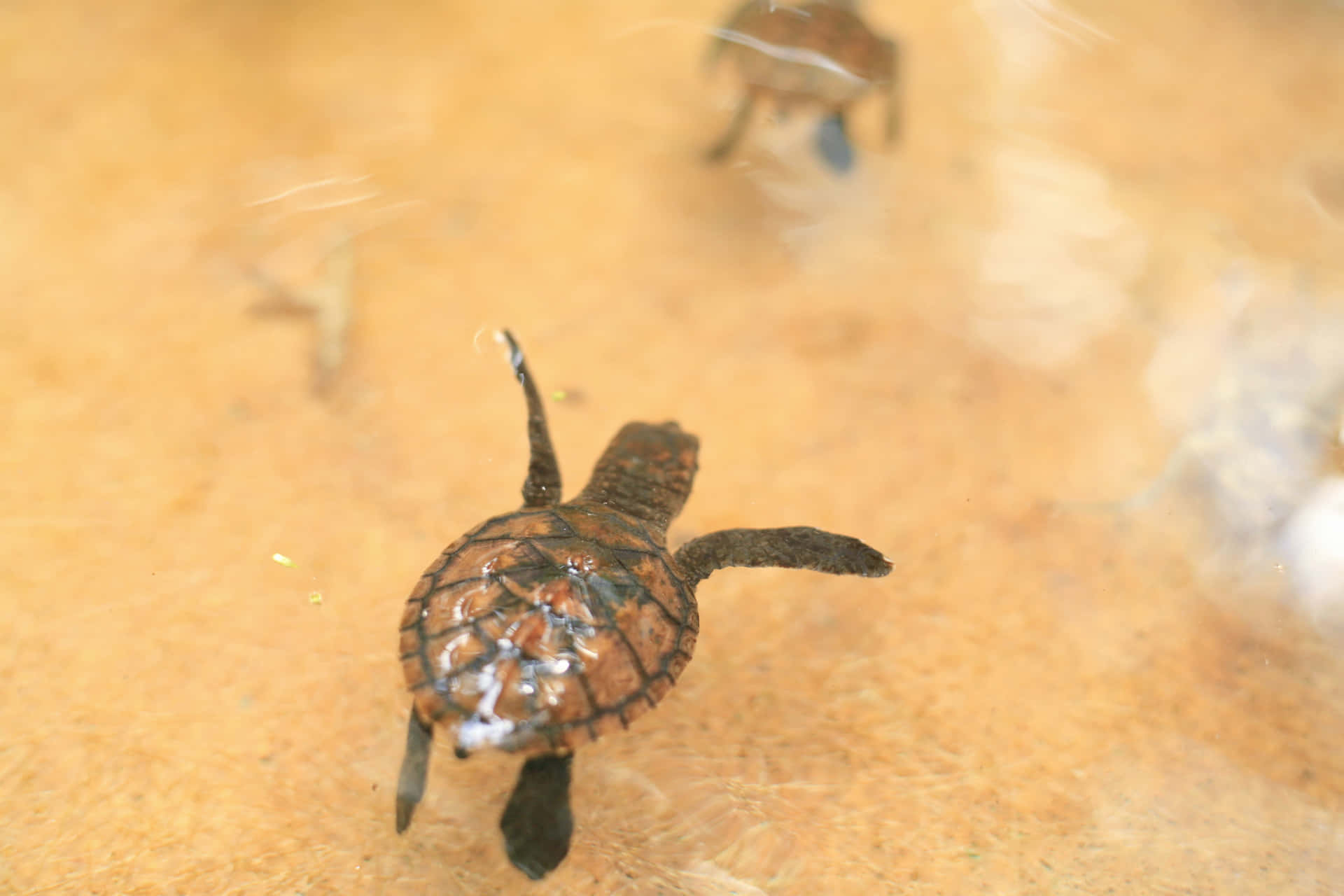 A Little Turtle Taking Its First Steps Background