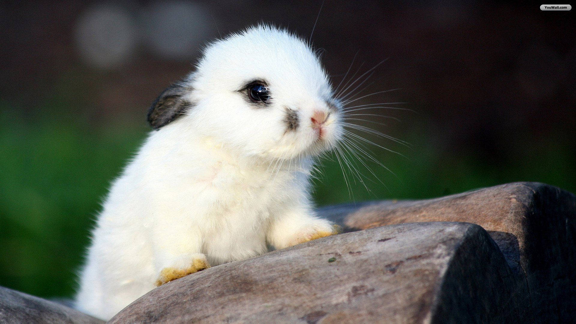 A Little White Bunny Enjoying The Outdoors Background