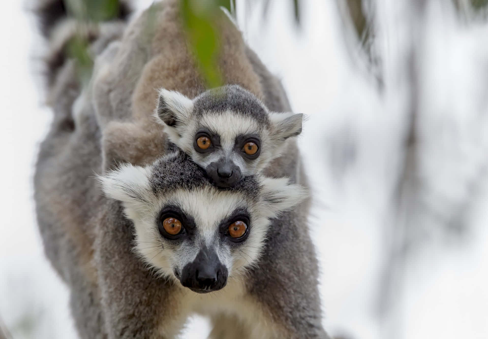 A Lively Lemur Clinging On A Branch