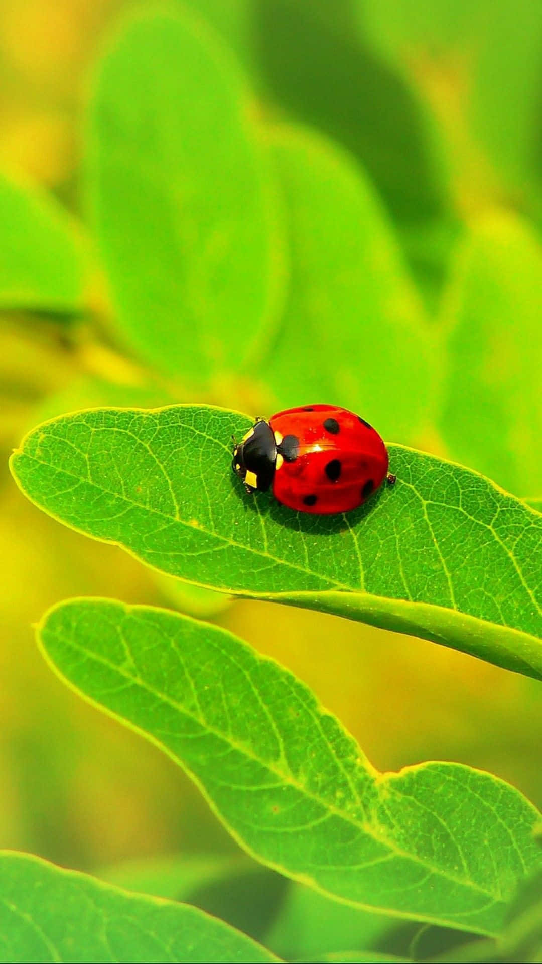 A Lively Red Ladybug Adorns This Iphone Background