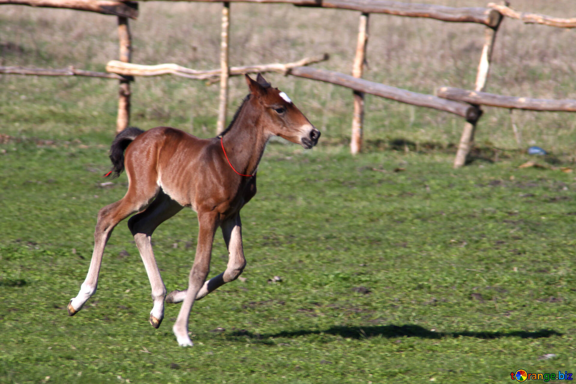 A Lively Young Foal Galloping Freely In An Open Field