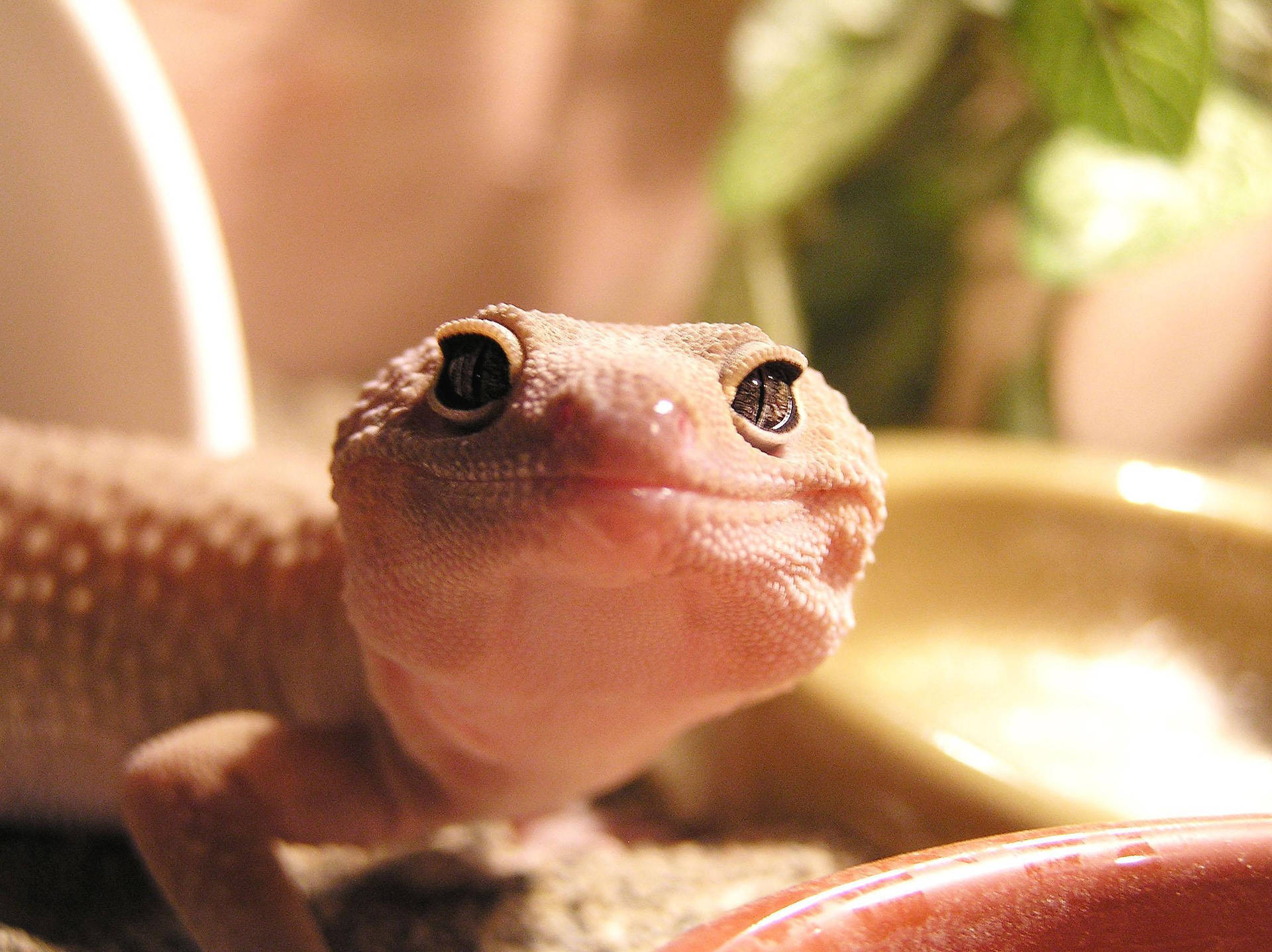 A Lizard In A Bowl Background