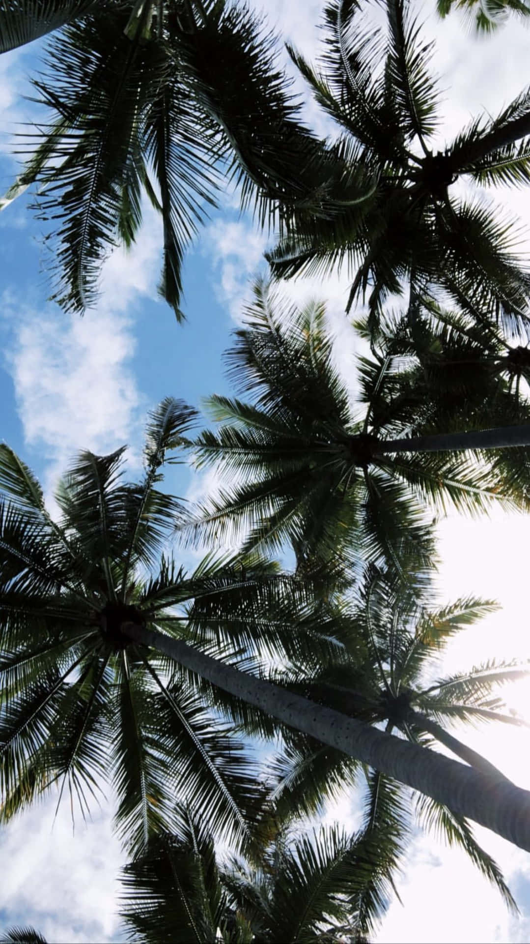 A Lone Aesthetic Palm Tree Silhouetted Against A Blue Sky