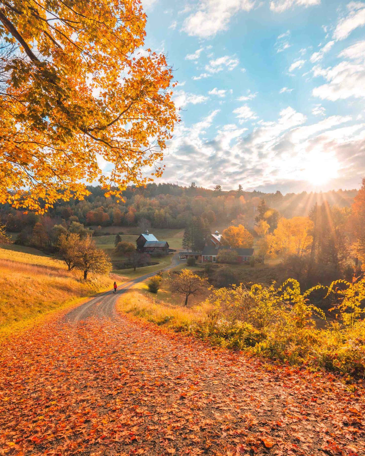 A Lone Pine Tree, Touched By Autumn In New England Background