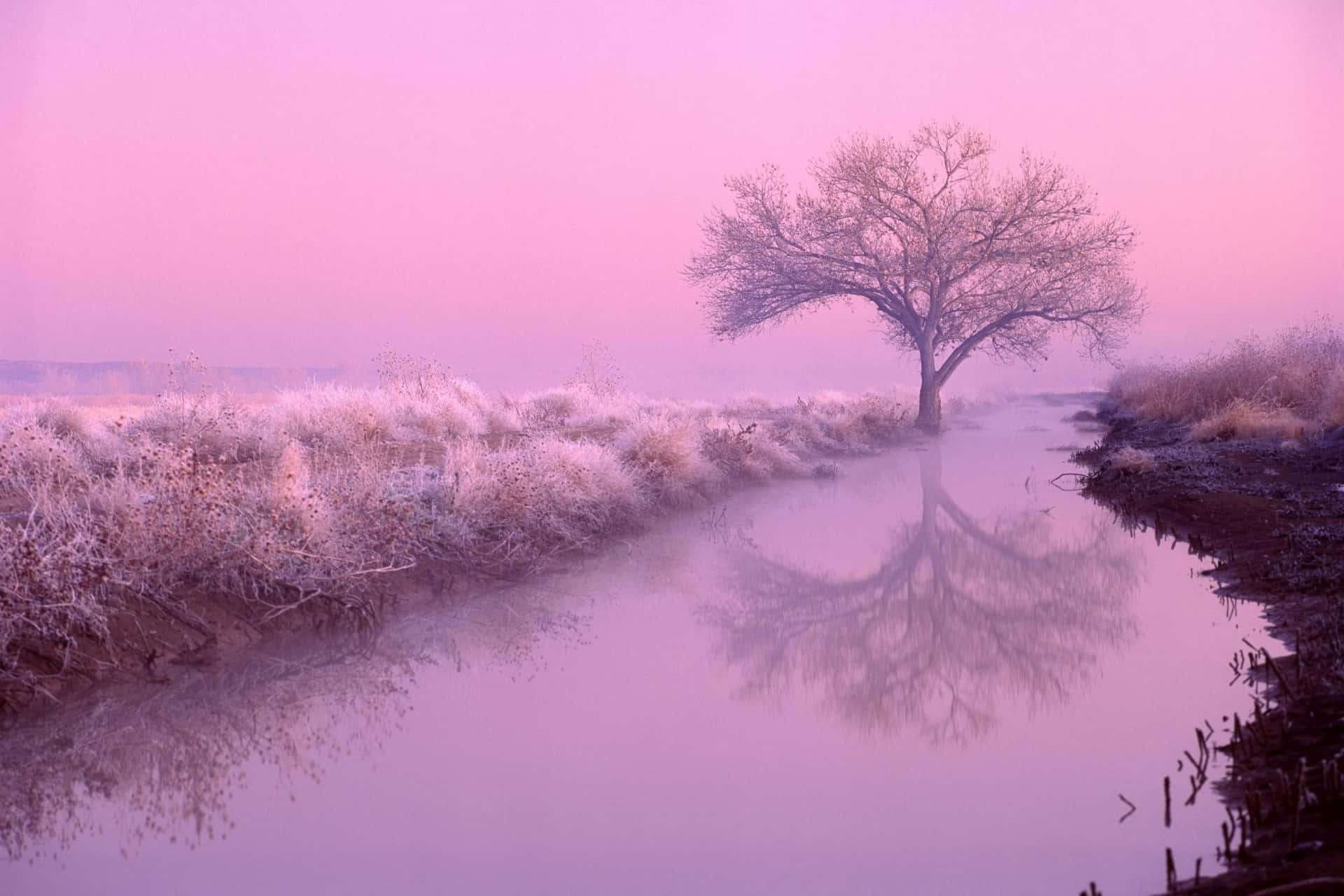 A Lone Tree In A Field Background