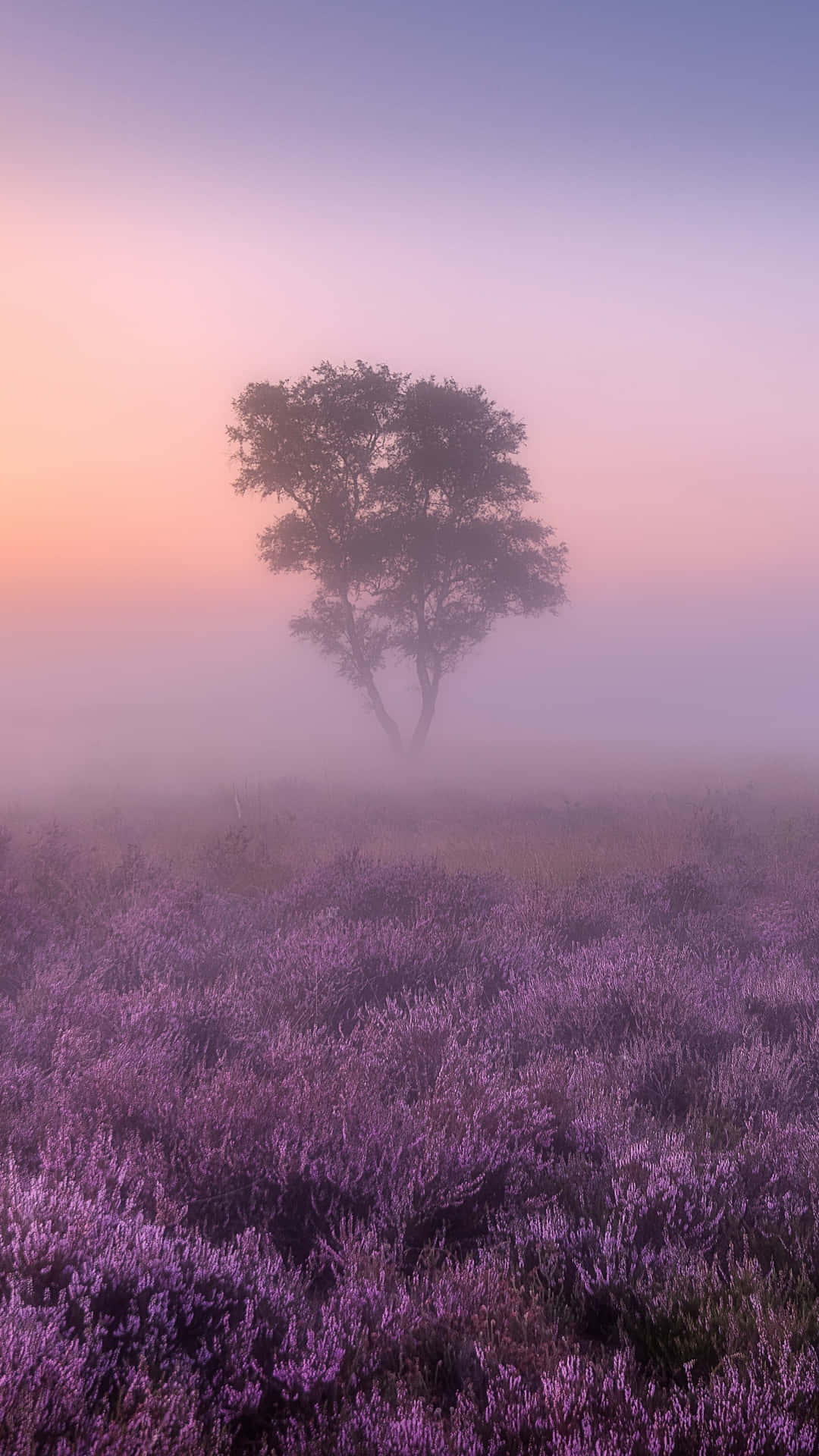 A Lone Tree In A Field Of Purple Flowers