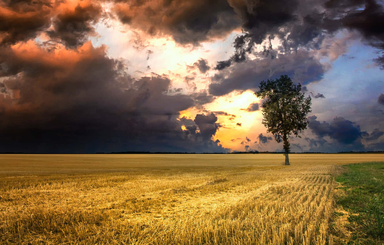 A Lone Tree In A Field Under A Stormy Sky Background