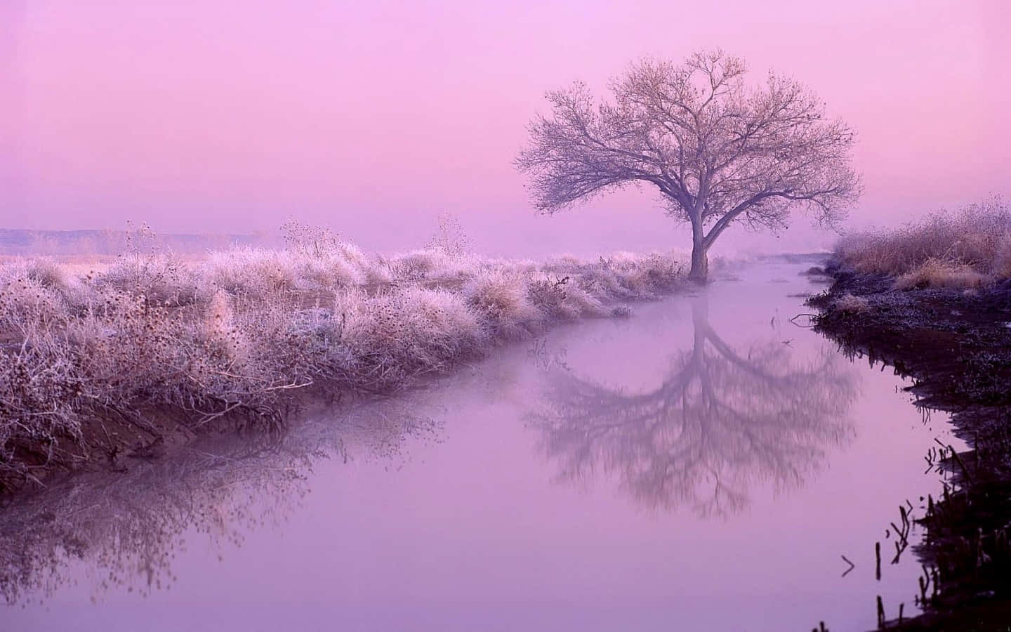 A Lone Tree In A Field With A Pink Sky