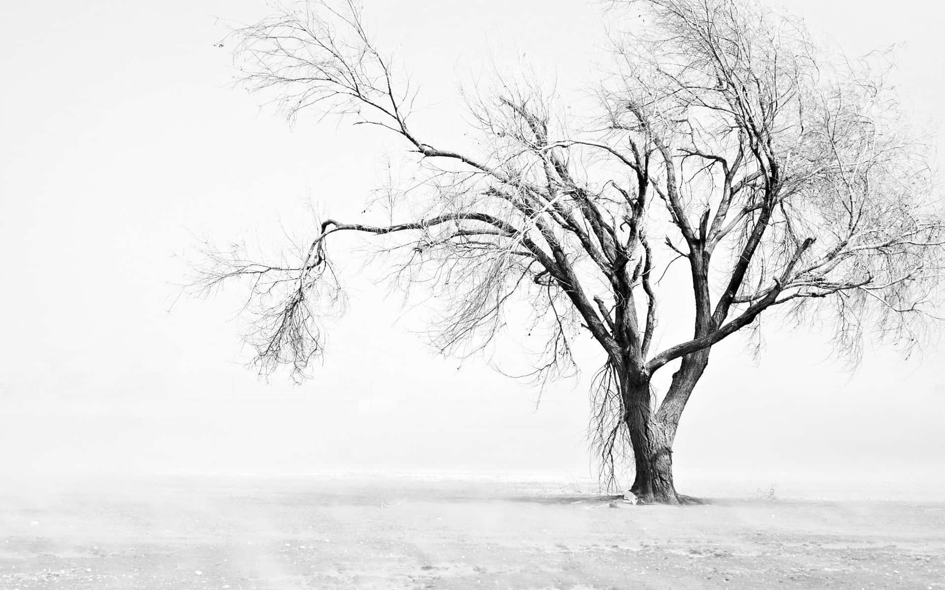 A Lone Tree In A Snowy Field