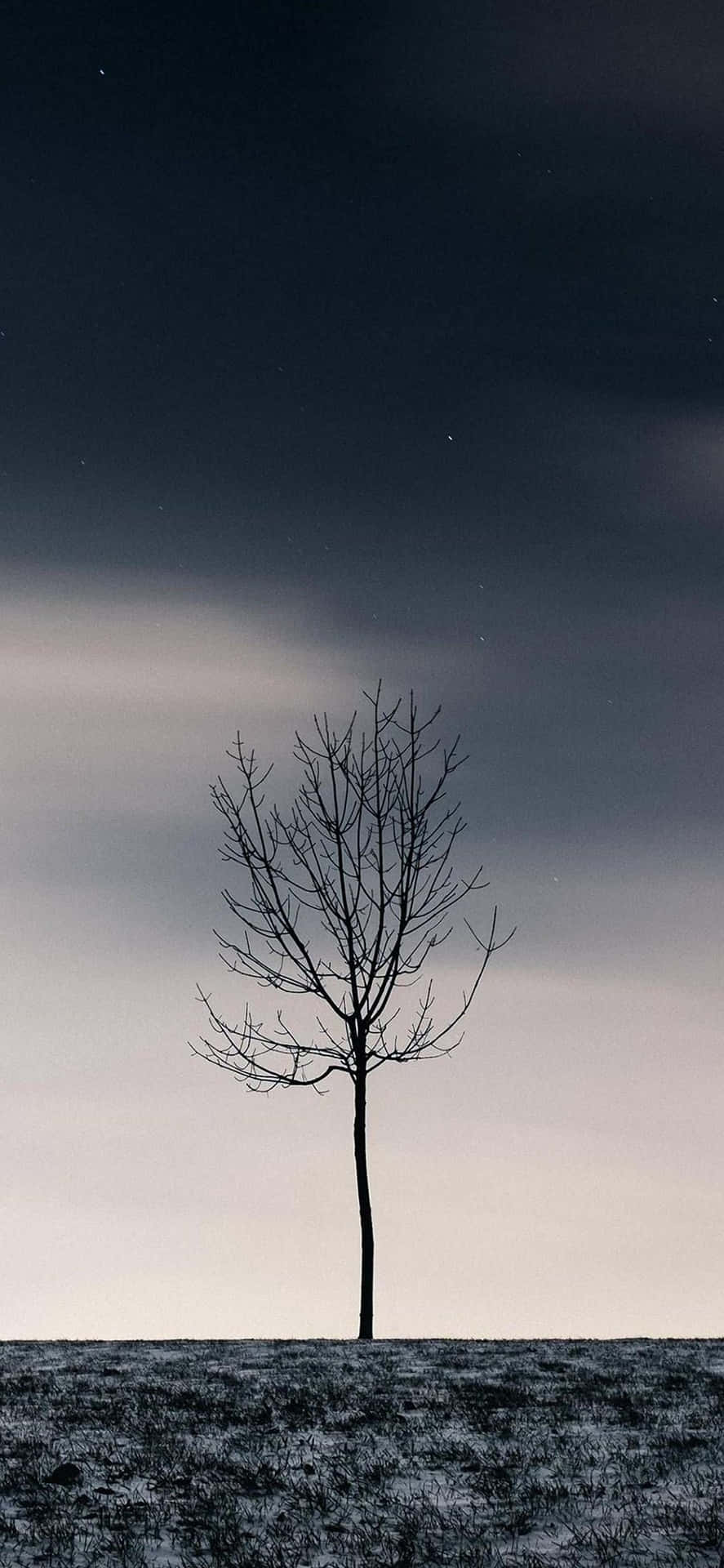 A Lone Tree In The Middle Of A Field Background