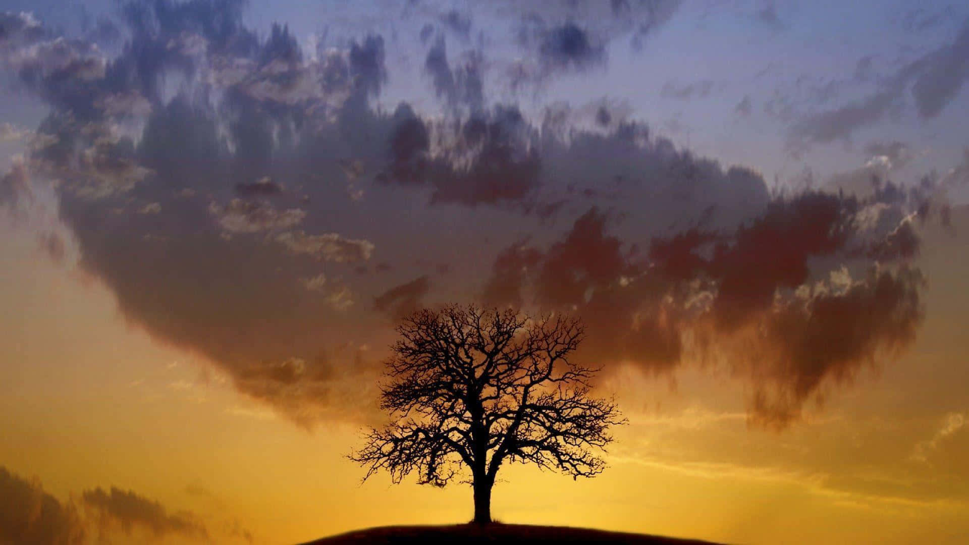 A Lone Tree Is Standing On A Hill In The Sunset Background