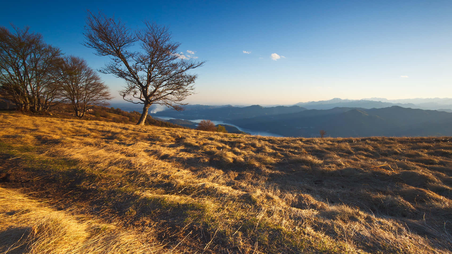 A Lone Tree On A Hill Background