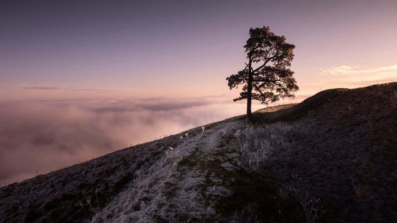 A Lone Tree On Top Of A Hill With Clouds In The Background Background