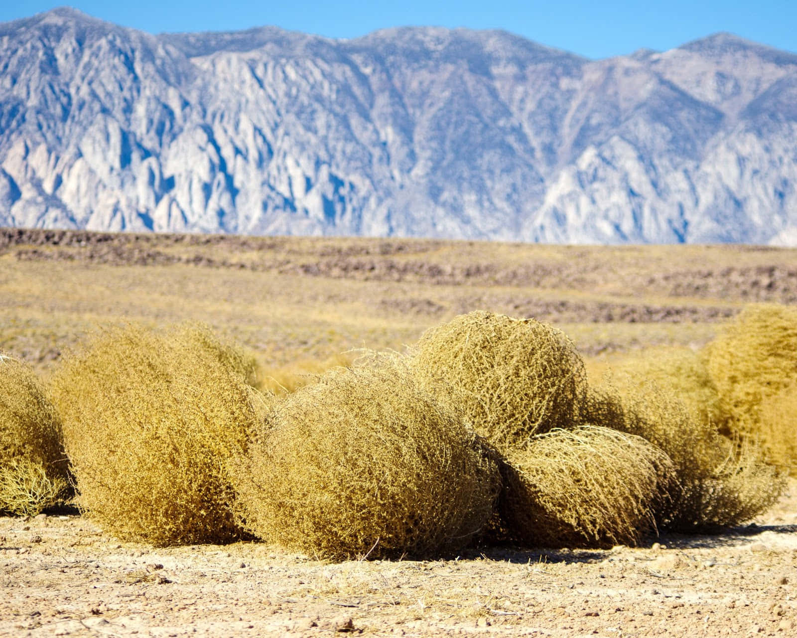 A Lone Tumbleweed Amidst Sweeping Desert Landscapes.