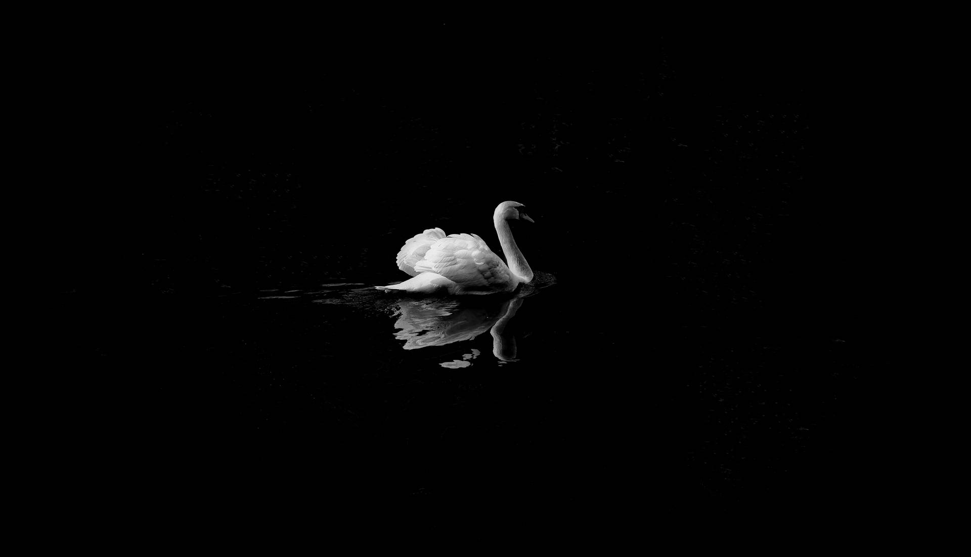 A Lone White Swan Gently Gliding Across A Black Lake Background
