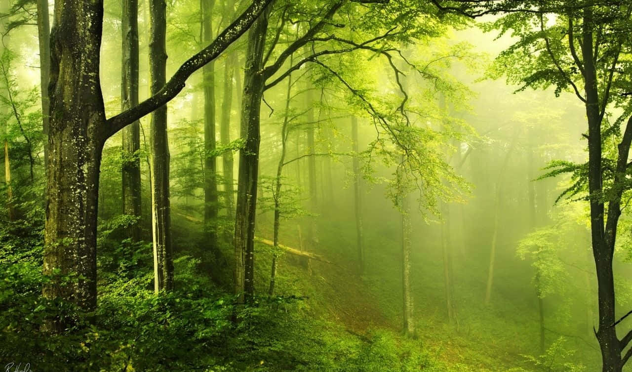 A Look Of Mystery And Serenity In The Dark Green Forest. Background