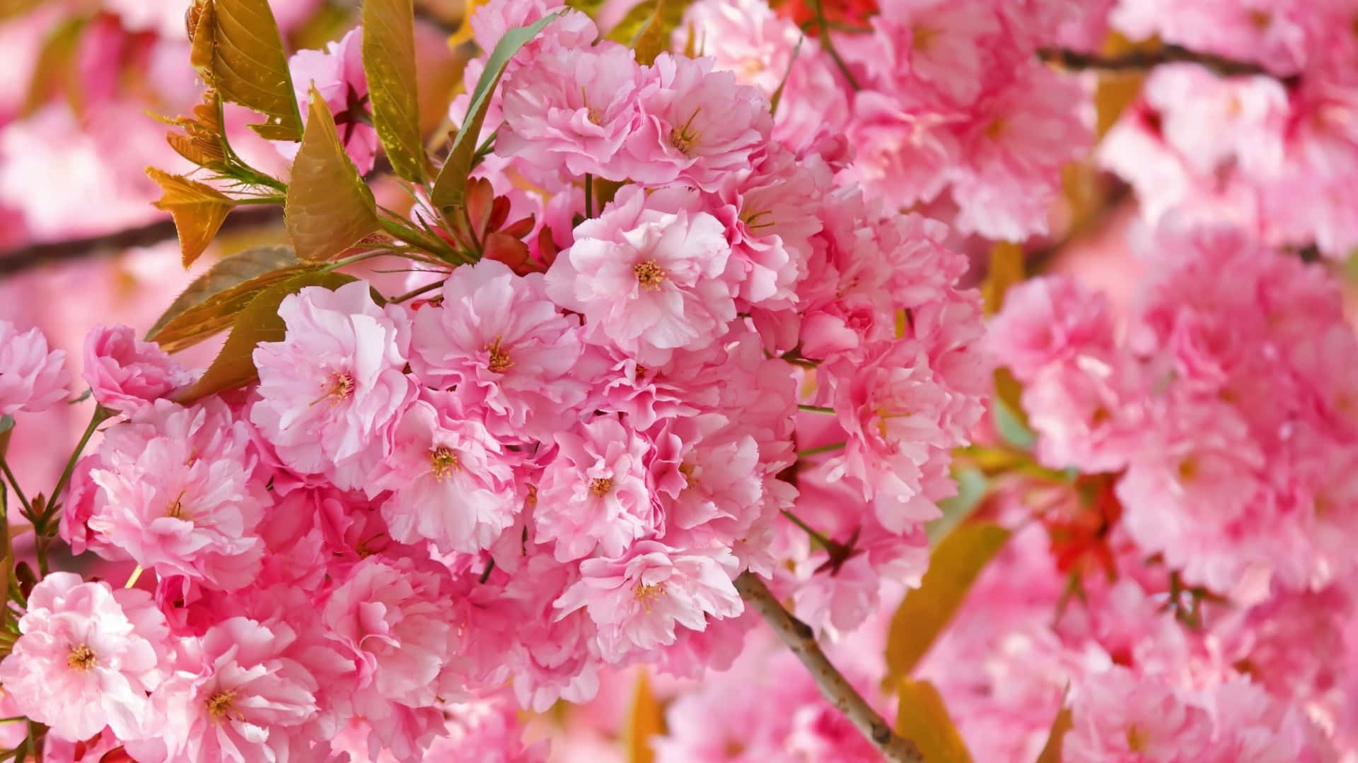 A Lovely Pastel Pink, Blue And Yellow Blossom Tree Desktop Background For The Perfect Spring Vibe! Background