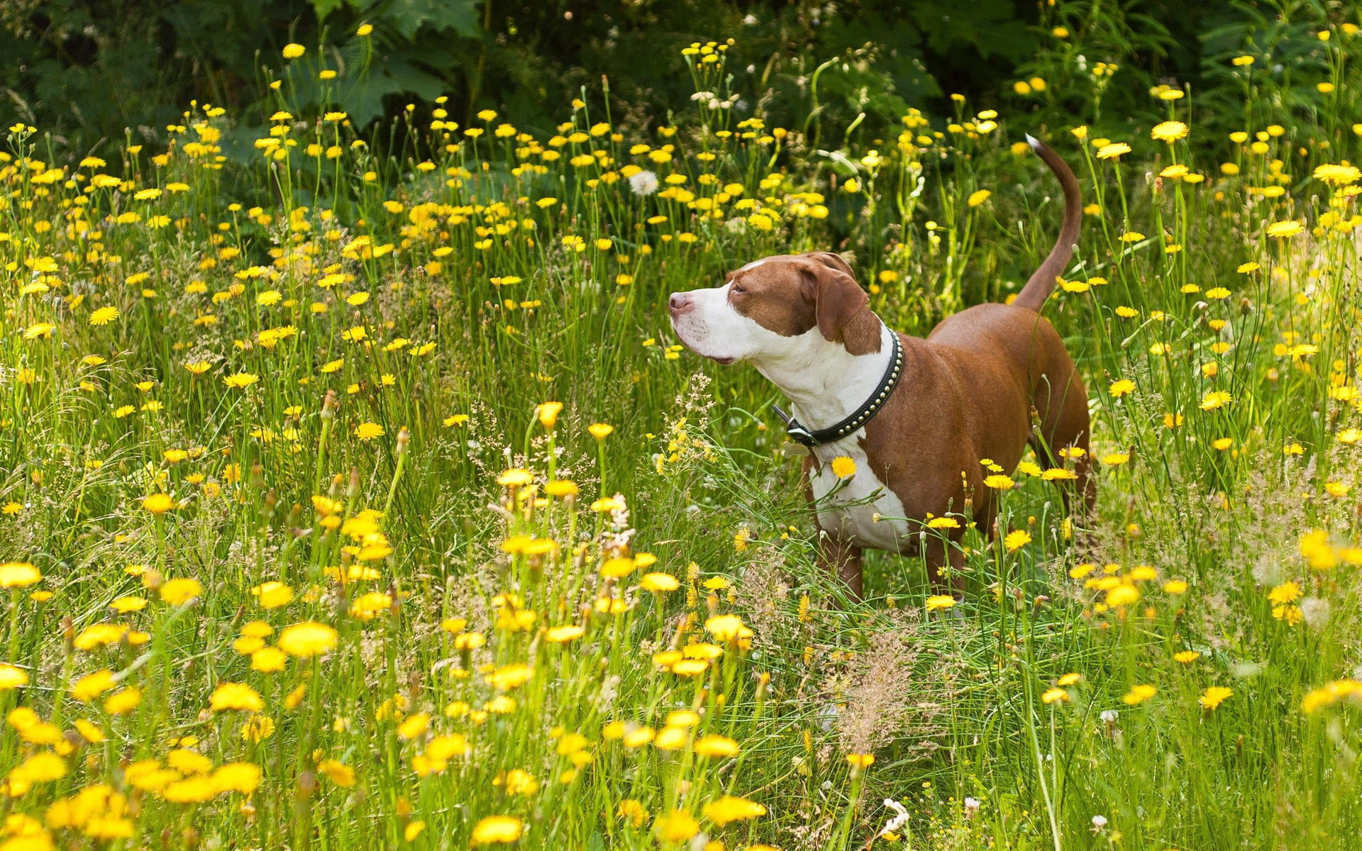 A Lovely Pit Bull Dog Enjoying The Sunny Day In A Field Of Flowers Background