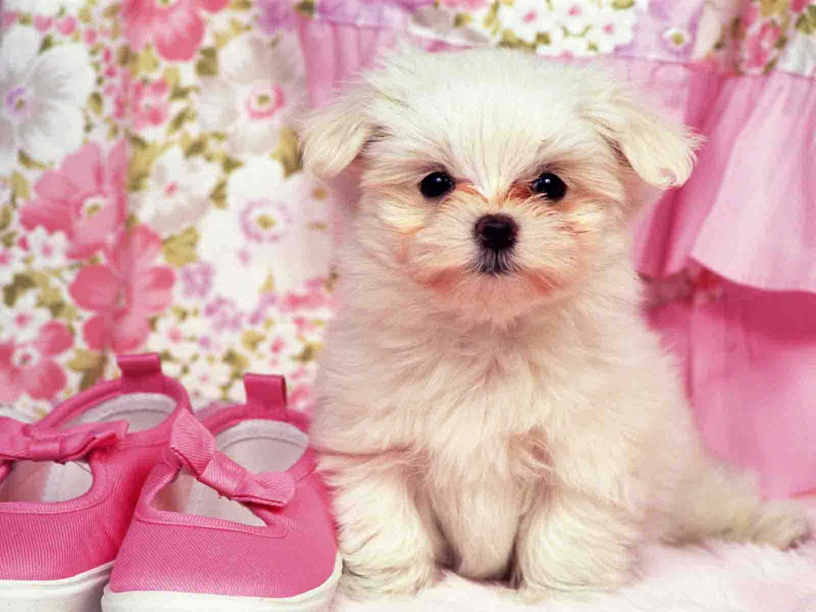 A Loving Family Of Pink Puppies. Background