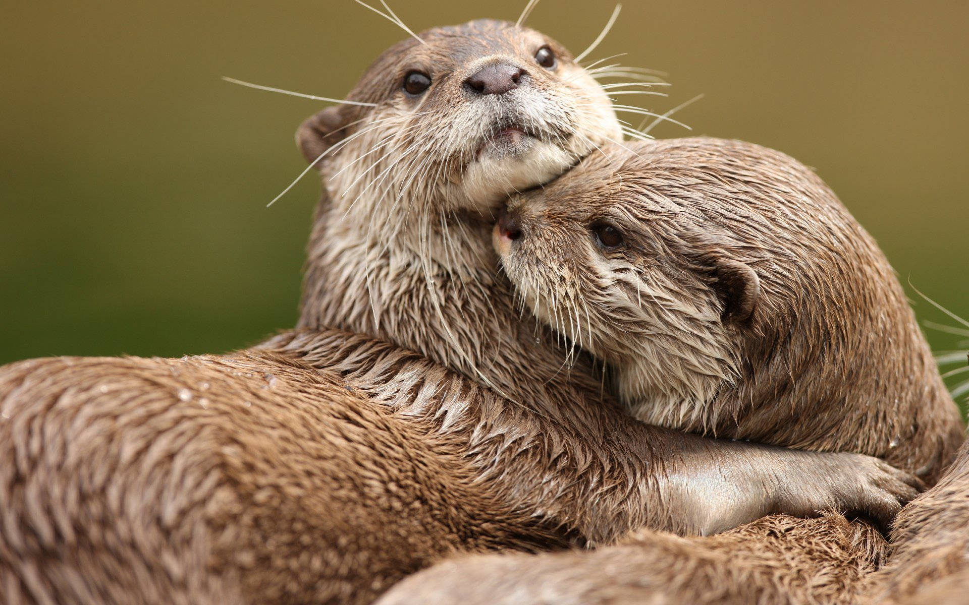 A Loving Otter Couple Embracing Each Other Background