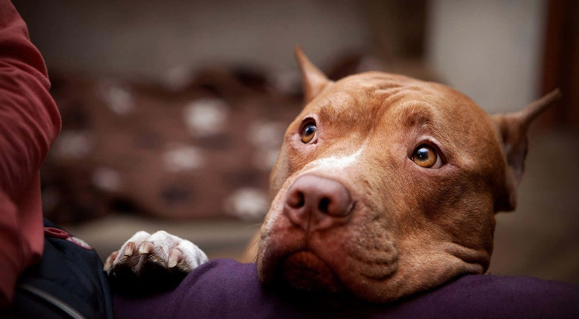 A Loyal Black Pitbull Background