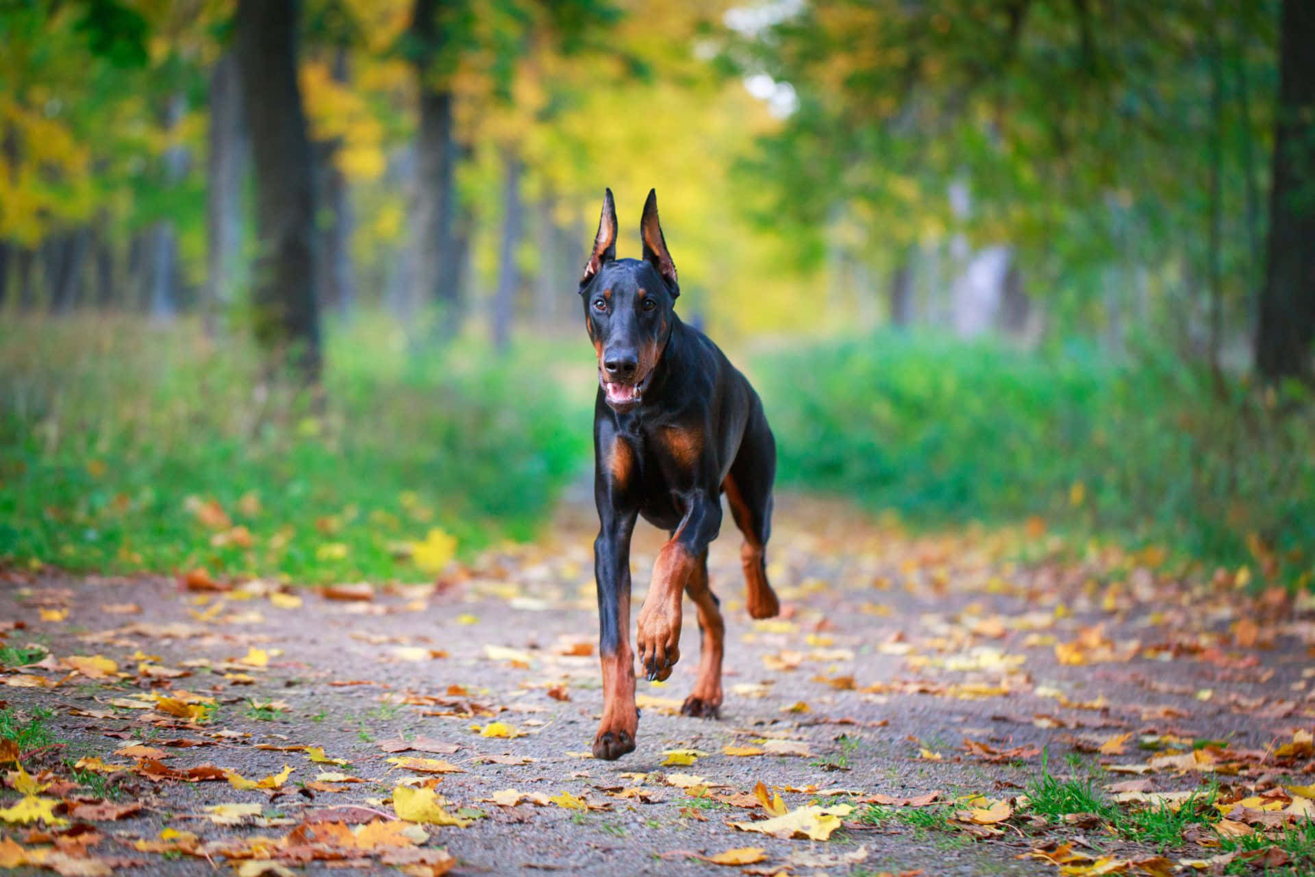 A Loyal Doberman Patiently Waiting For Instruction From Its Master Background