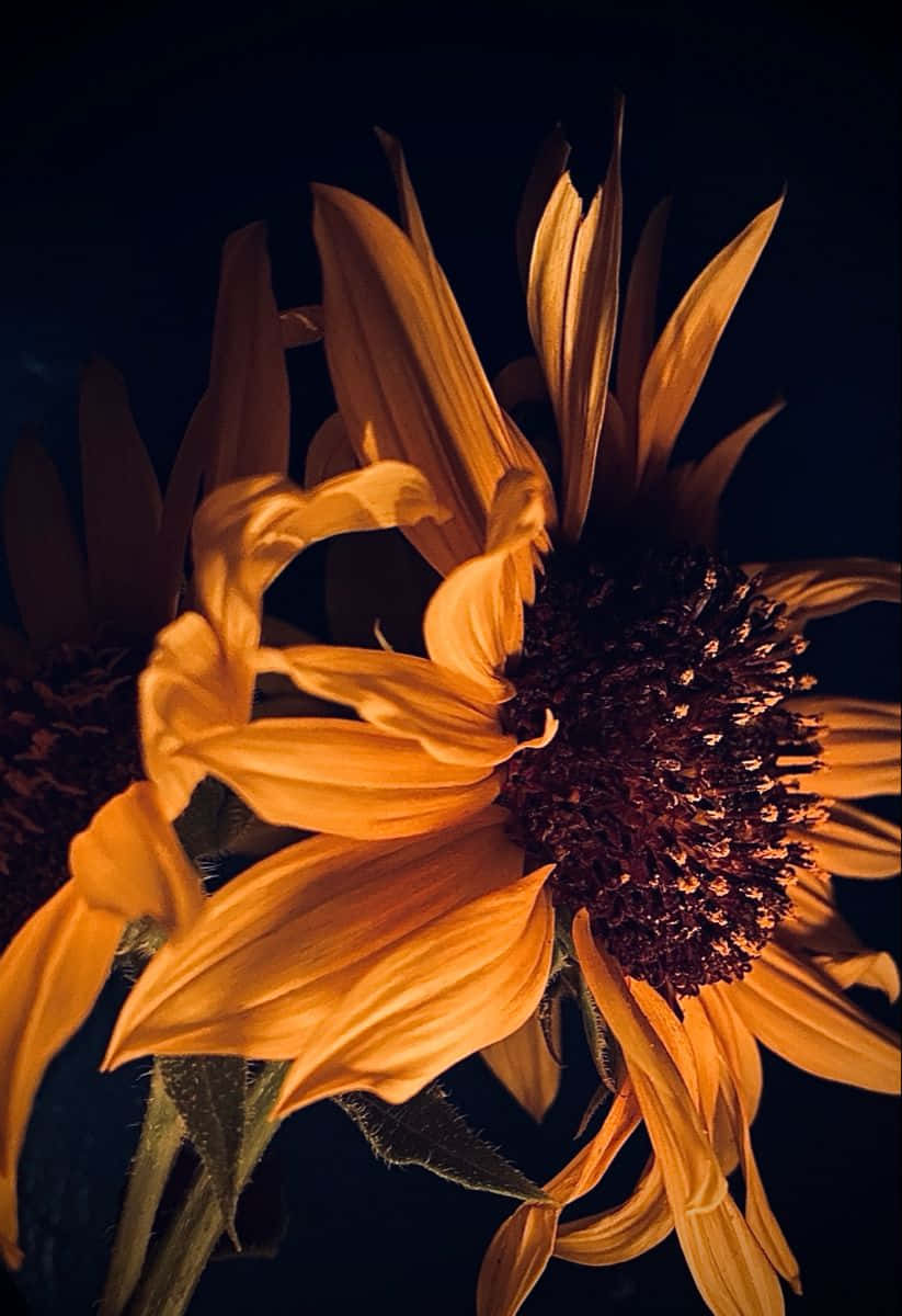 A Luminous Dark Sunflower Background