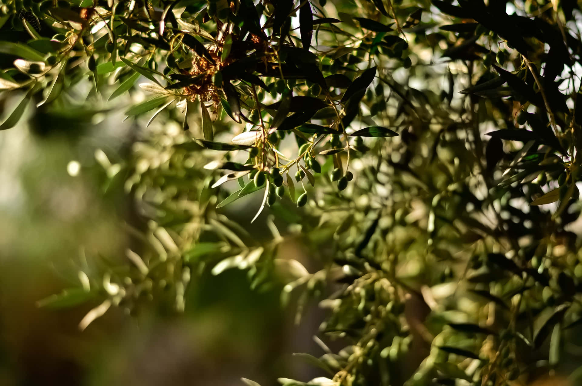 A Luscious Green Olive Tree Grows In Perfect Symmetry Background