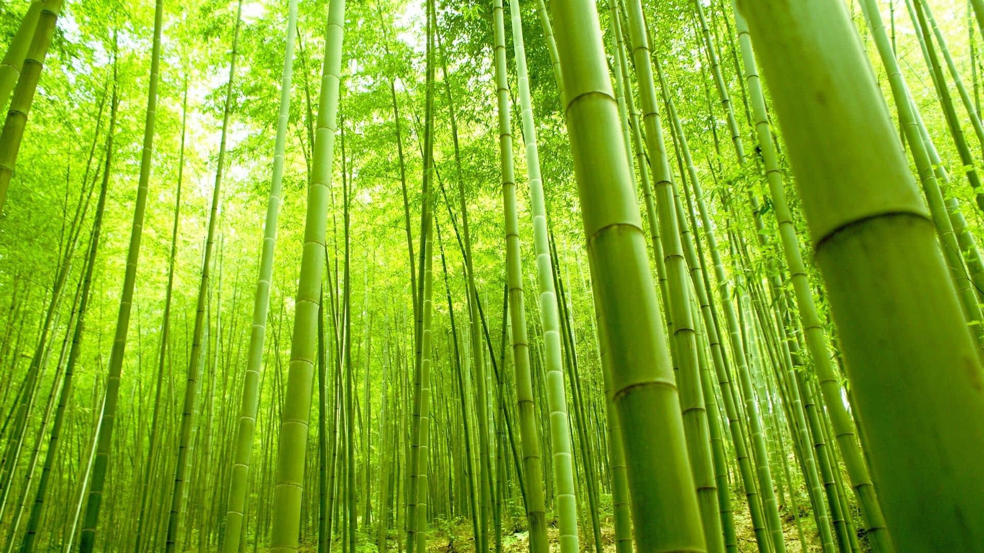 A Lush And Beautiful Grove Of Green Bamboo In Its Natural Habitat