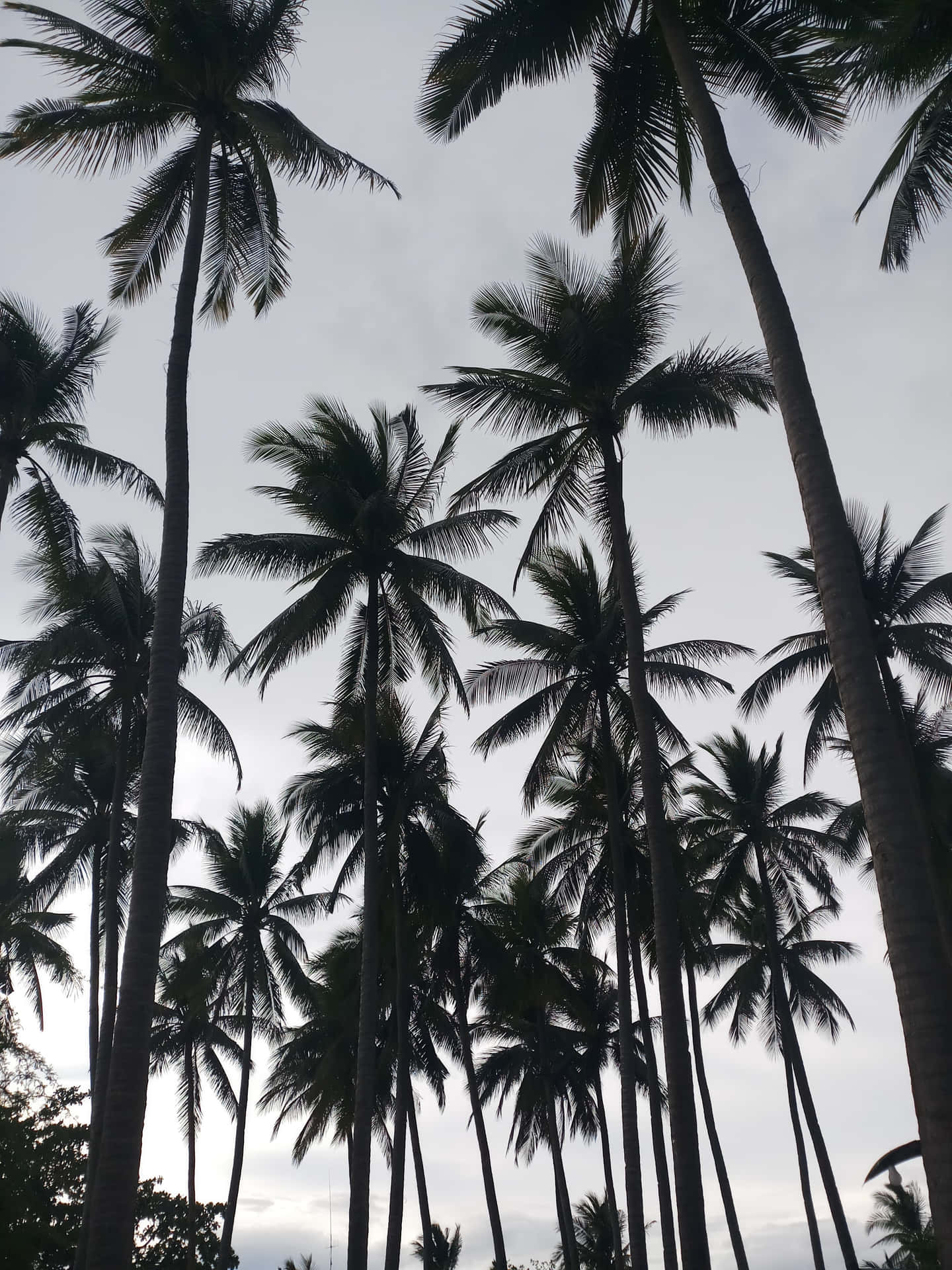 A Lush And Beautiful Palm Tree In The Summertime Background